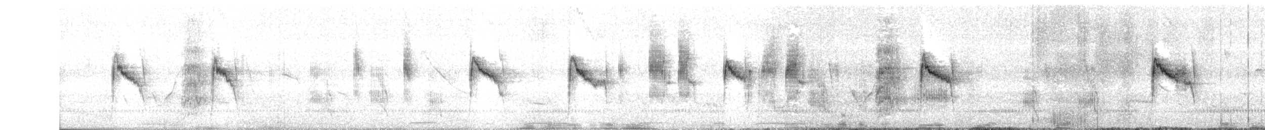 Weißbauch-Dickichtschlüpfer - ML487855761