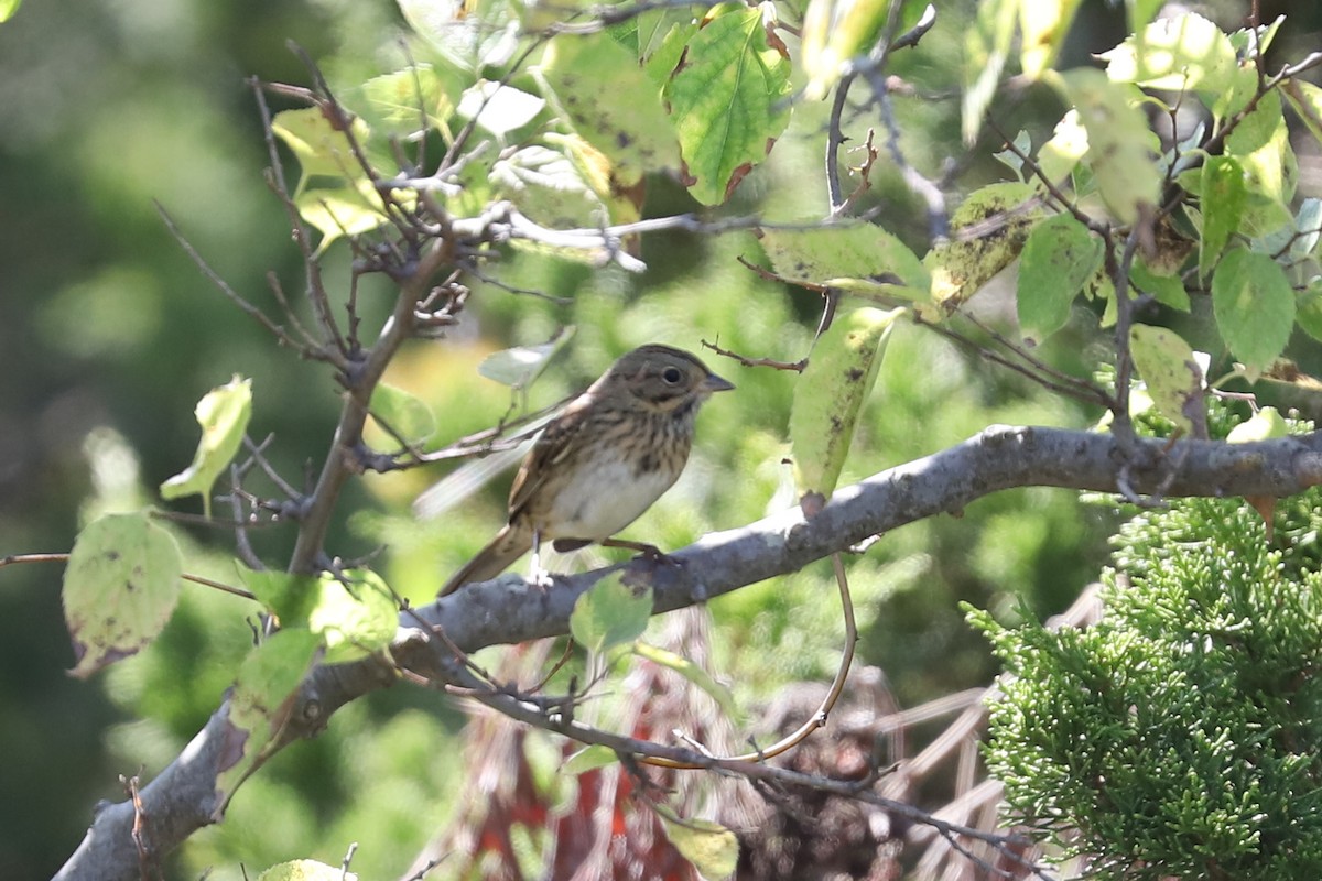 Lincoln's Sparrow - Jordan Parham