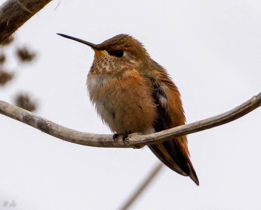 Colibrí Rufo/de Allen - ML487856081