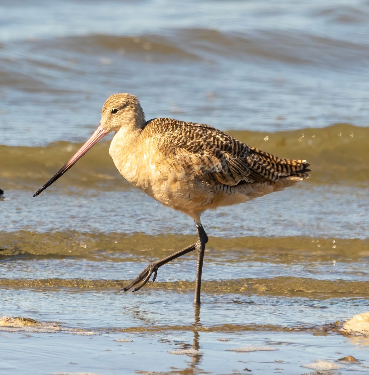 Marbled Godwit - ML487856561