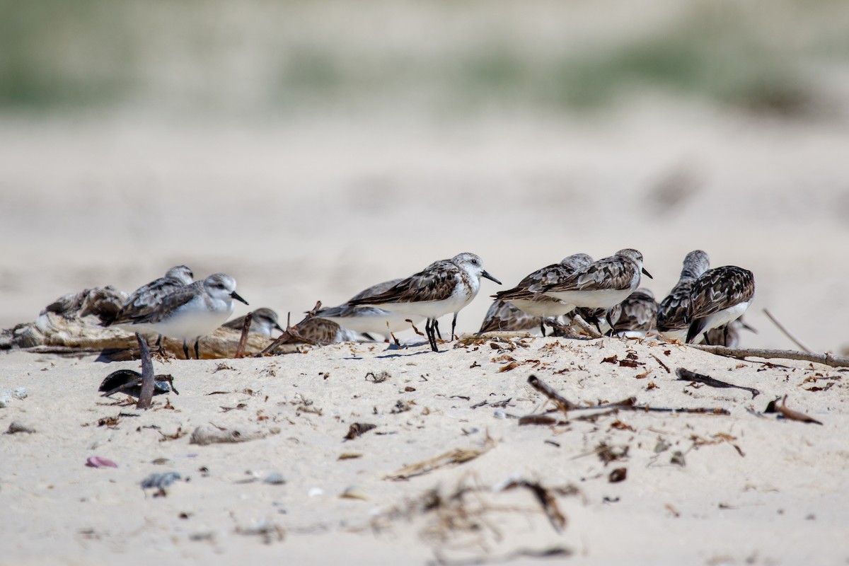 Sanderling - ML487857361