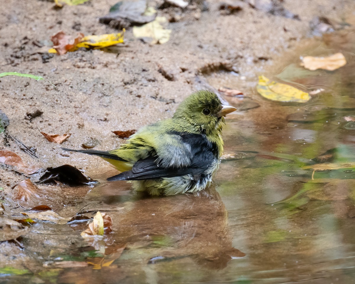 Scarlet Tanager - ML487857631
