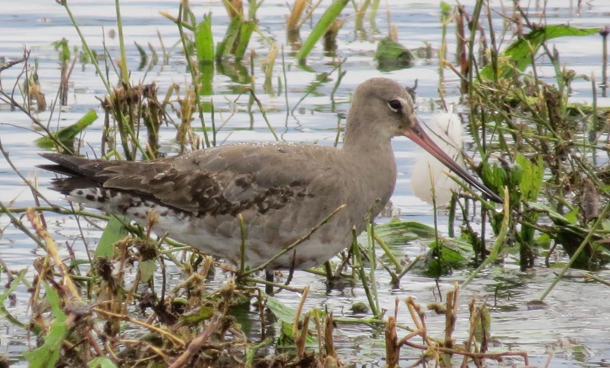 Hudsonian Godwit - ML487857731