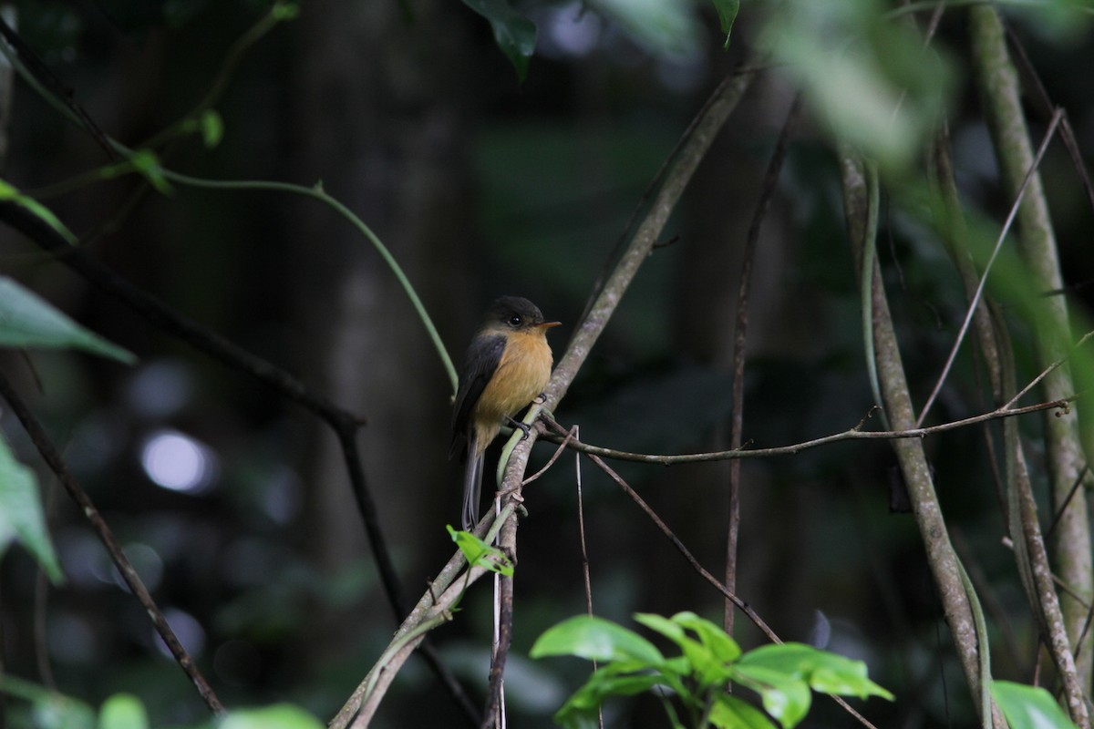 Lesser Antillean Pewee (St. Lucia) - ML487858321