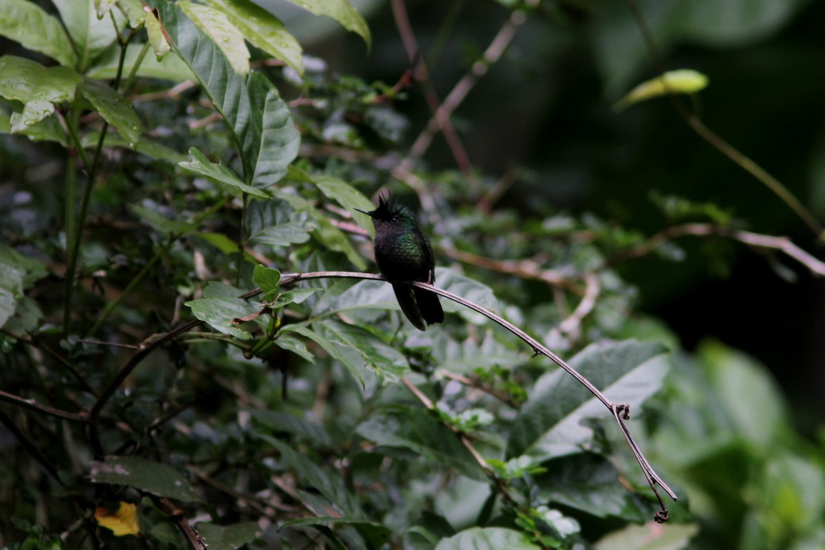 Antillean Crested Hummingbird - ML487858331