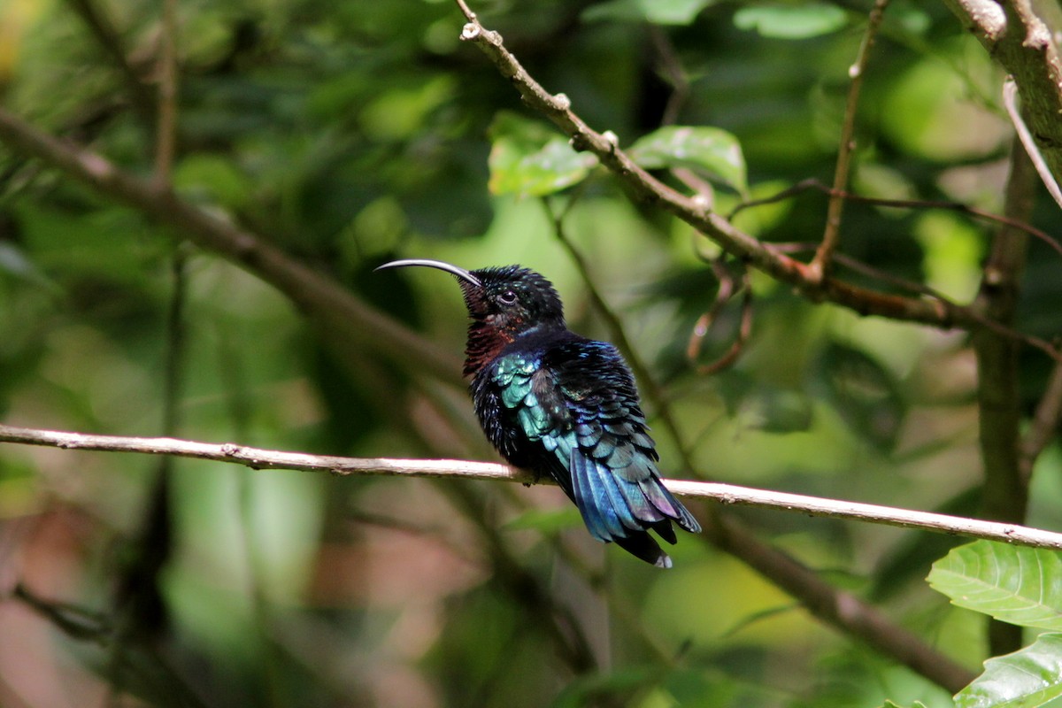 Purple-throated Carib - ML487858401