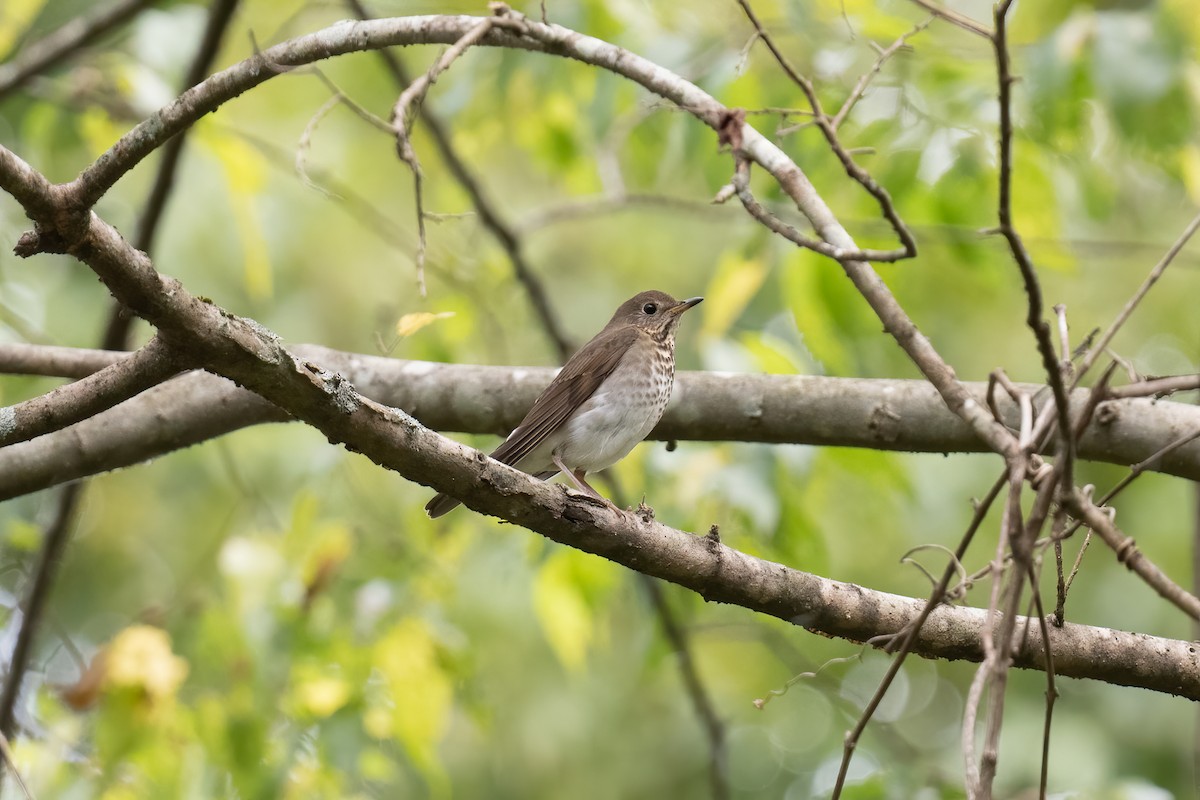 Grauwangen-Musendrossel - ML487858411