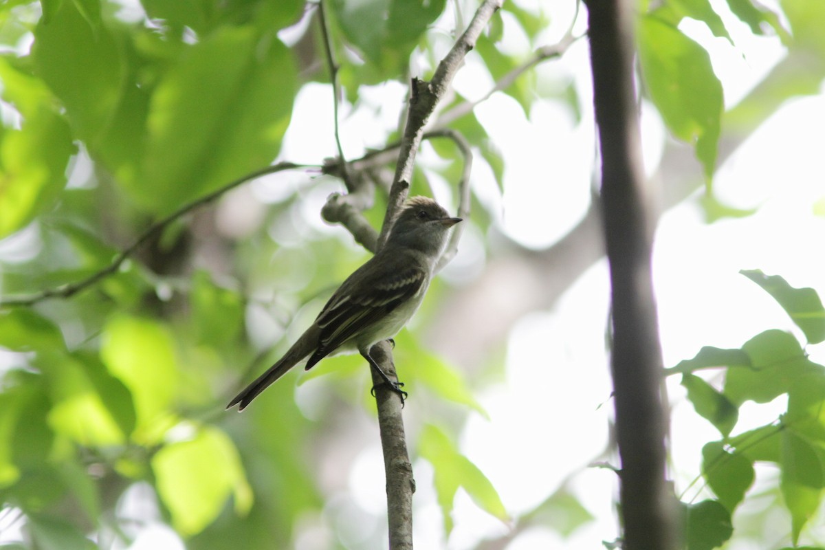 Caribbean Elaenia - ML487858501