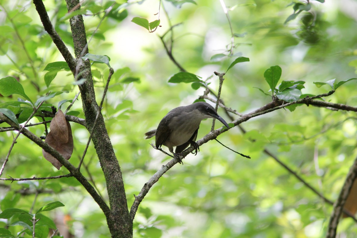 Gray Trembler - Richard Dunn