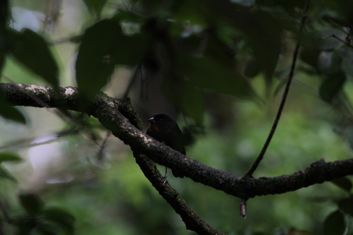 Lesser Antillean Bullfinch - ML487858641