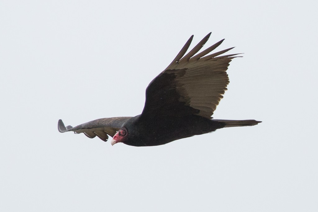 Turkey Vulture - ML48786021