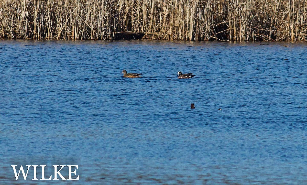 American Wigeon - ML48786191