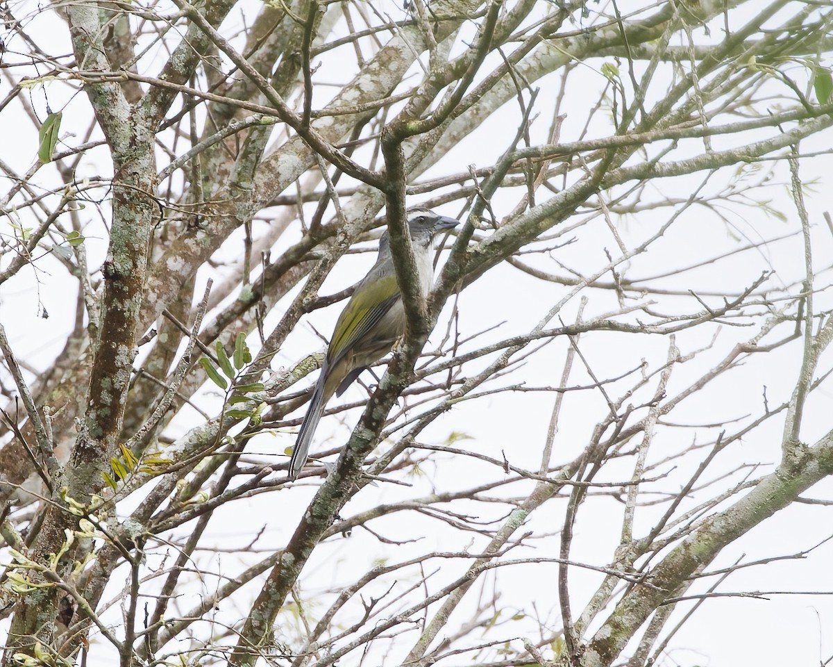 Green-winged Saltator - Terence Degan