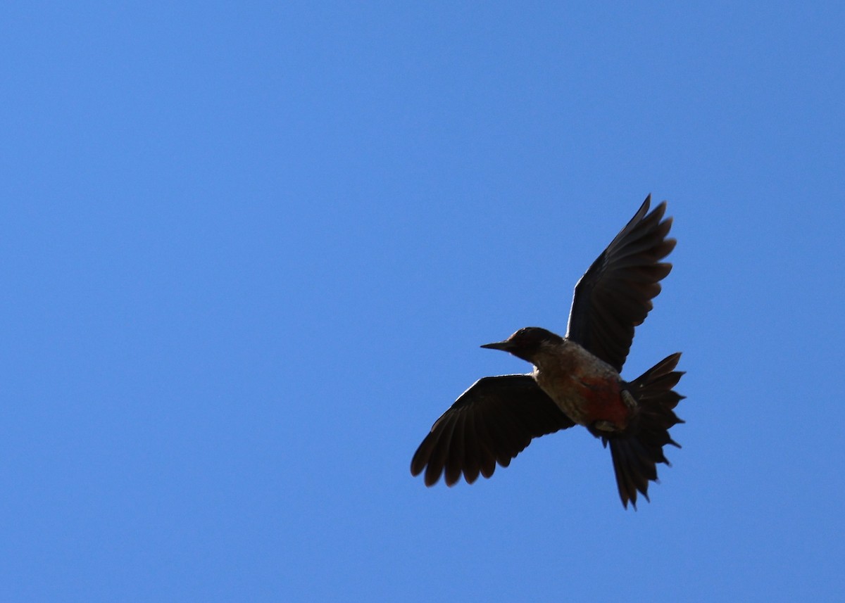 Lewis's Woodpecker - ML487864221