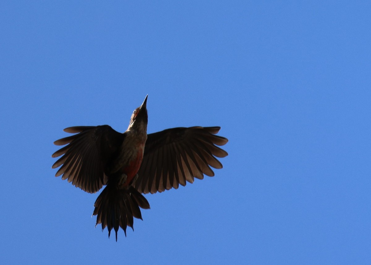 Lewis's Woodpecker - ML487864341