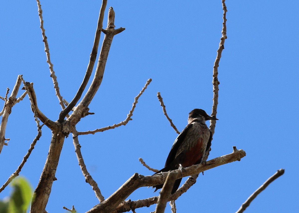 Lewis's Woodpecker - ML487864461