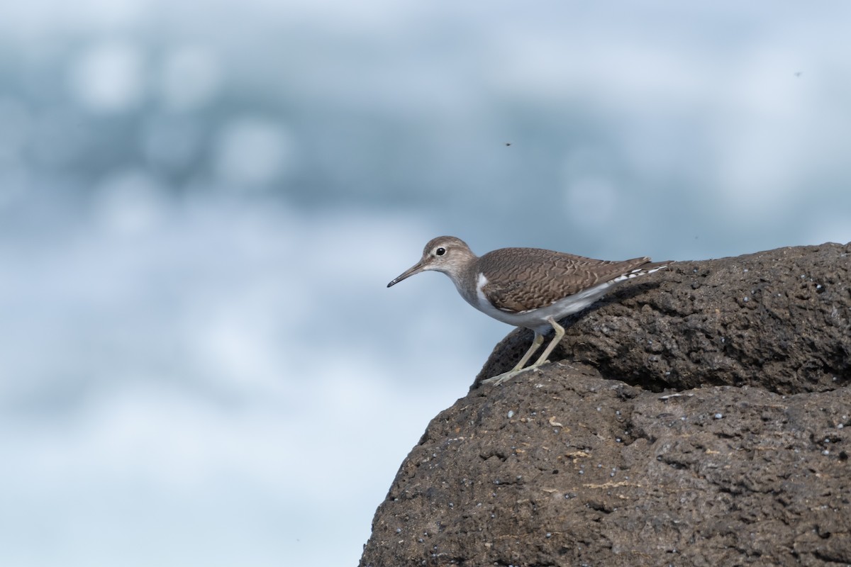 Common Sandpiper - Ian Melbourne