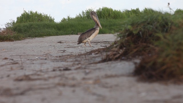 Brown Pelican (Atlantic) - ML487865