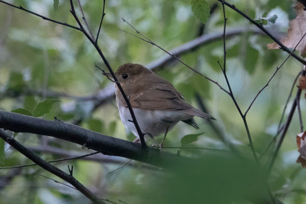 Veery - ML487866531