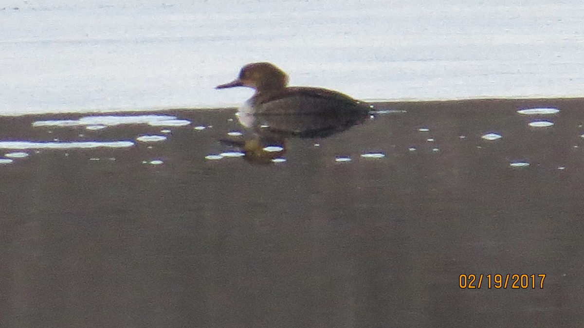Hooded Merganser - ML48786991
