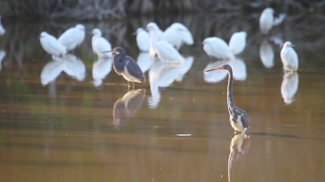 Tricolored Heron - ML487870