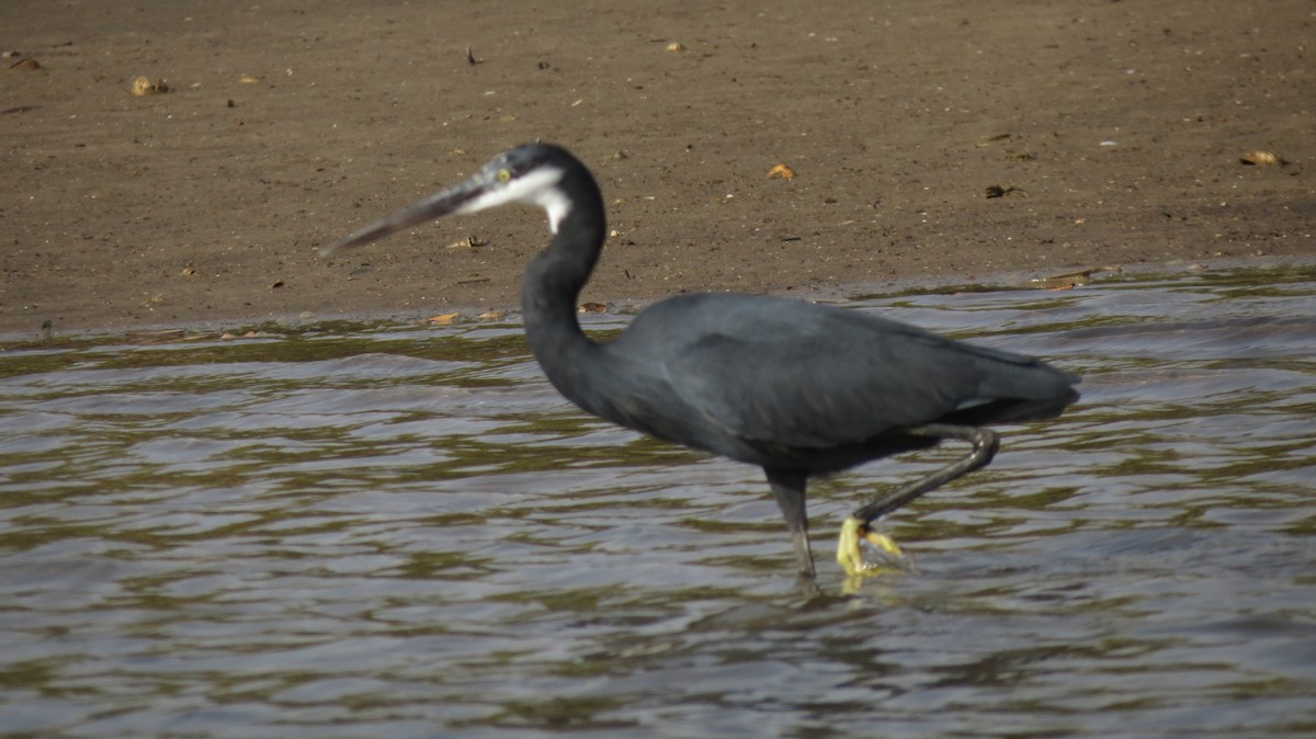 Western Reef-Heron - ML487870221