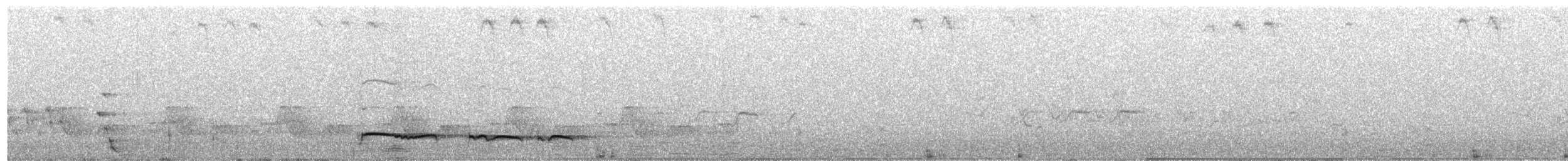 Лінивка-смугохвіст плямистобока (підвид maculatus) - ML487870471
