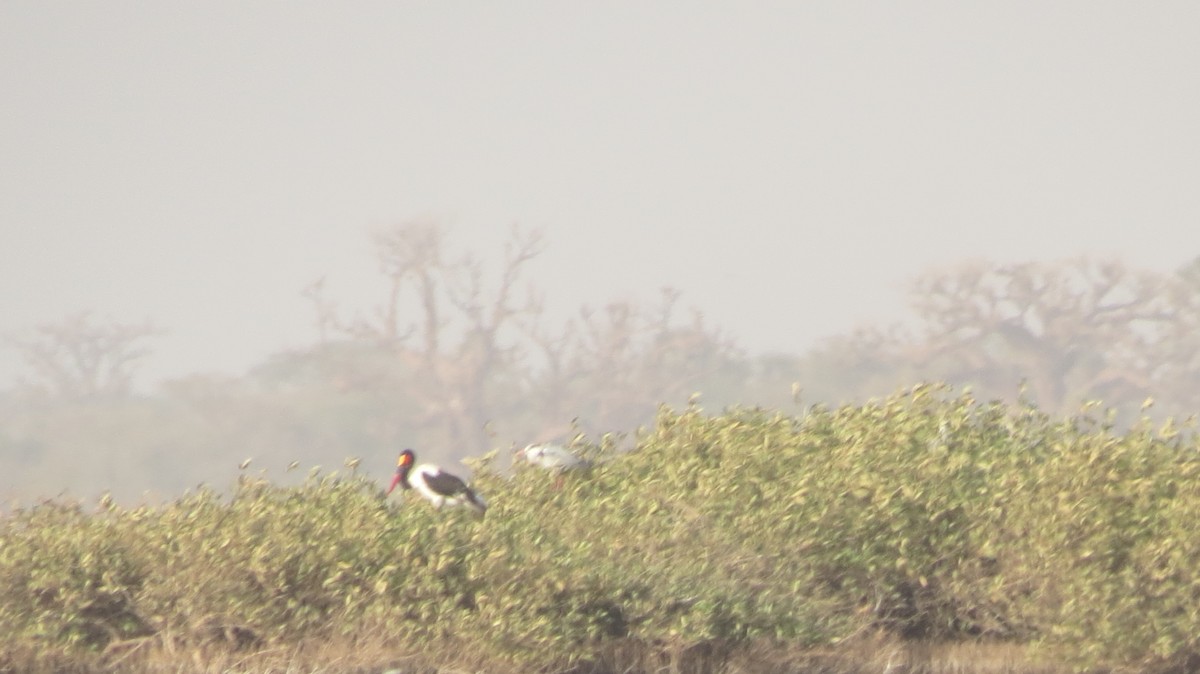 Saddle-billed Stork - ML487870791