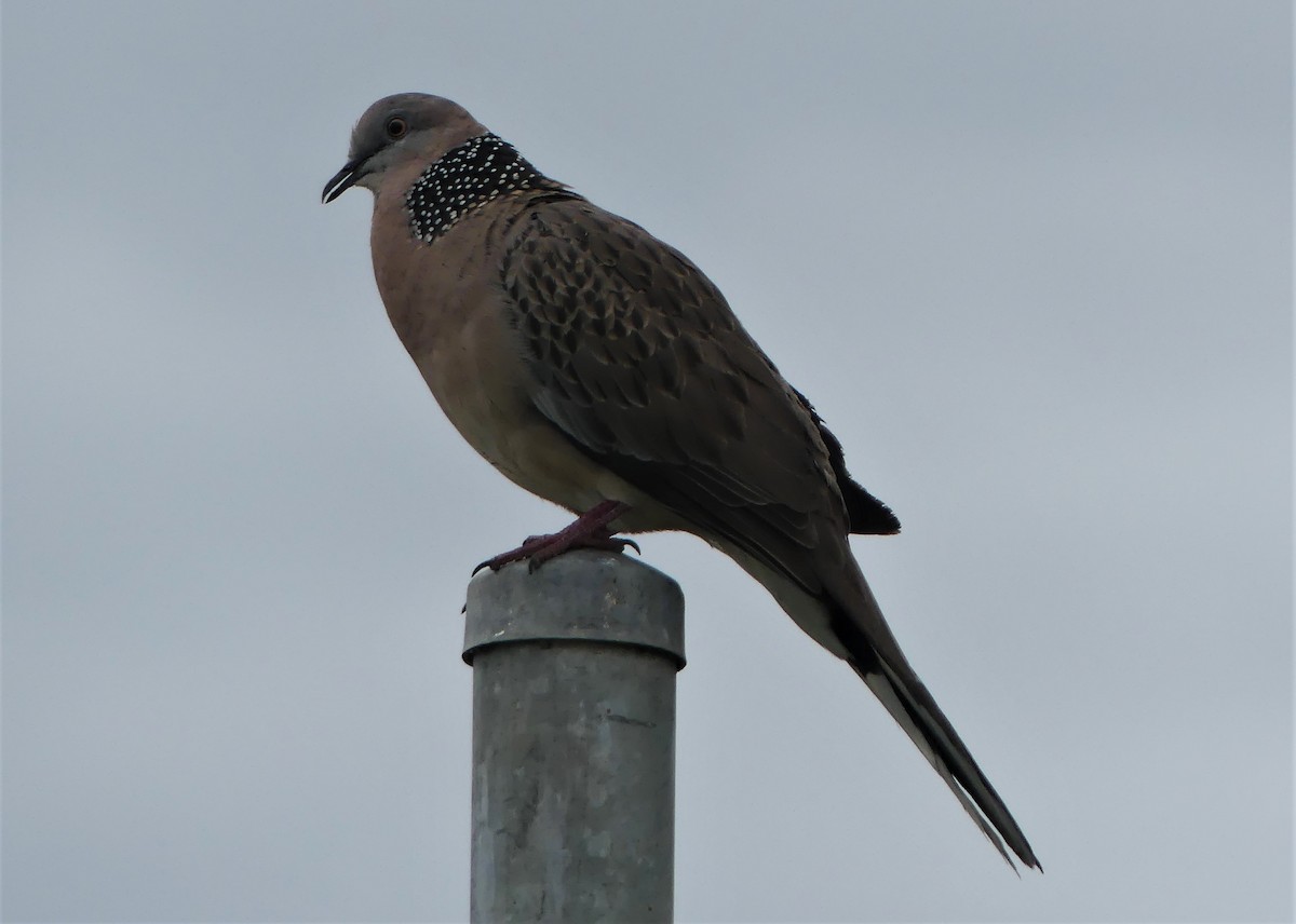 Spotted Dove - ML487871141