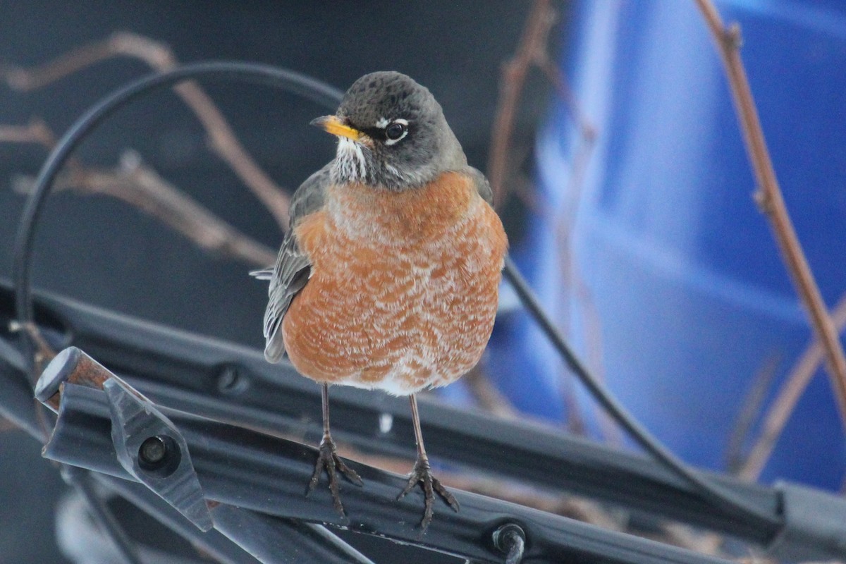 American Robin - Robin Corcoran