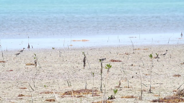 Black-bellied Plover - ML487872