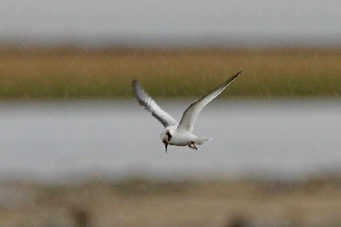 Least Tern - ML487872341