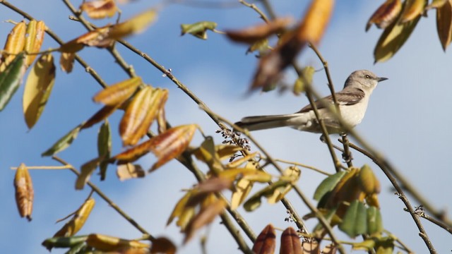 Northern Mockingbird - ML487873