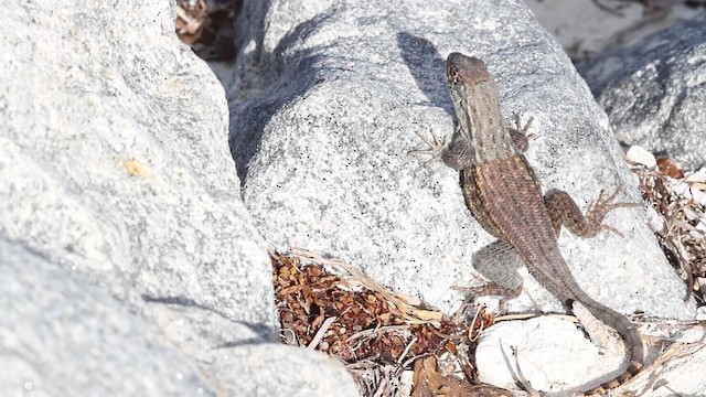 Northern Curly-tailed Lizard - ML487874