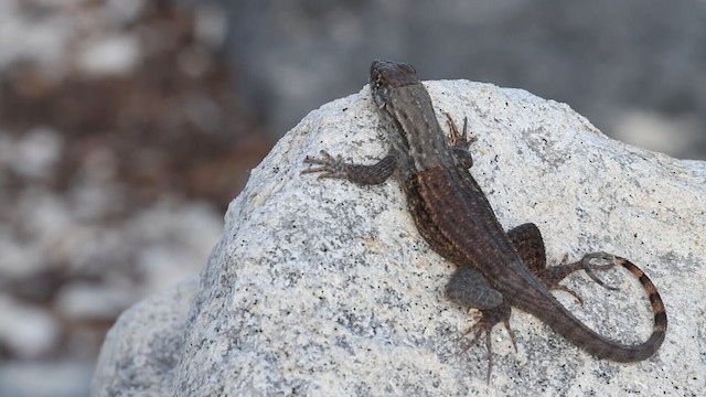 Northern Curly-tailed Lizard - ML487875