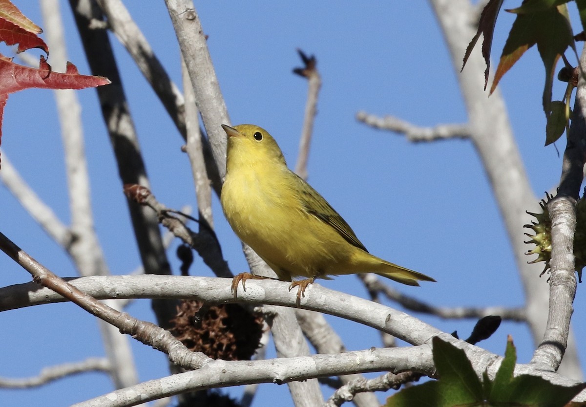 Yellow Warbler (Northern) - ML487875641