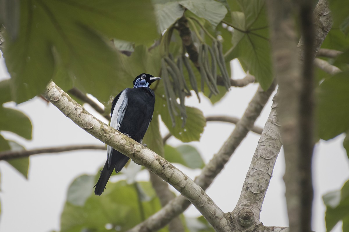 Bare-necked Fruitcrow - ML487875981