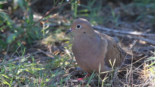 Mourning Dove - ML487876