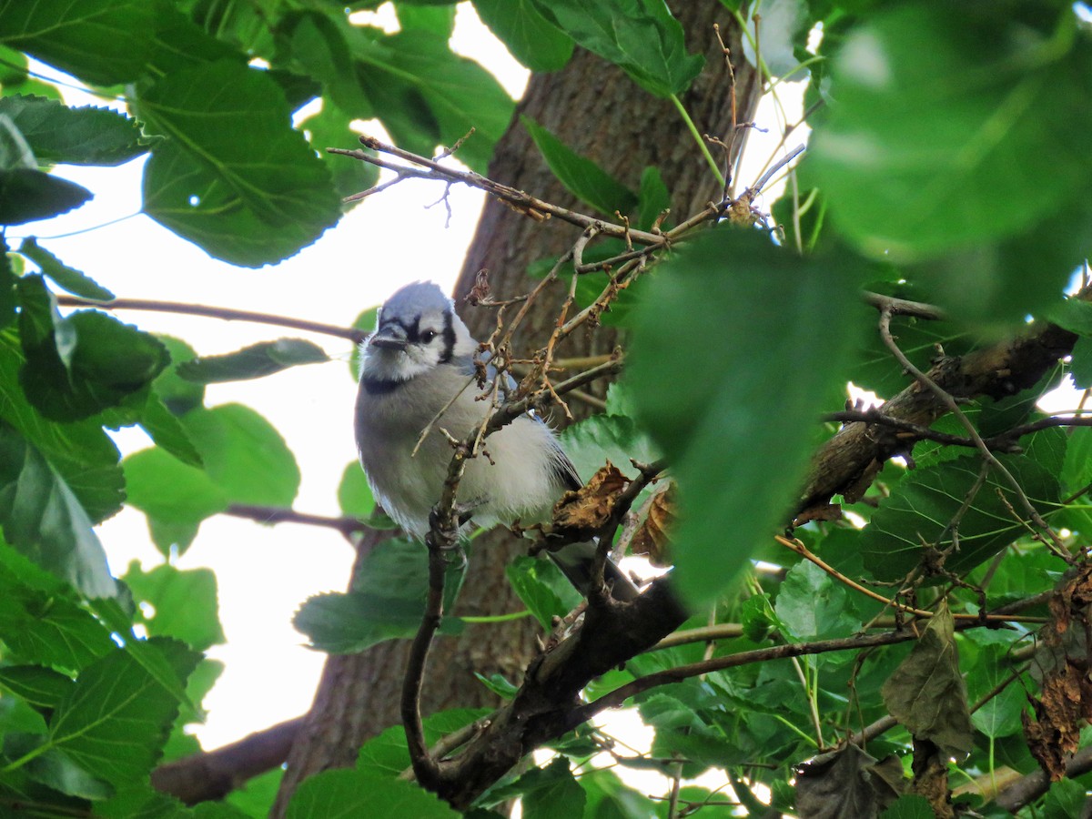 Blue Jay - Mick ZERR