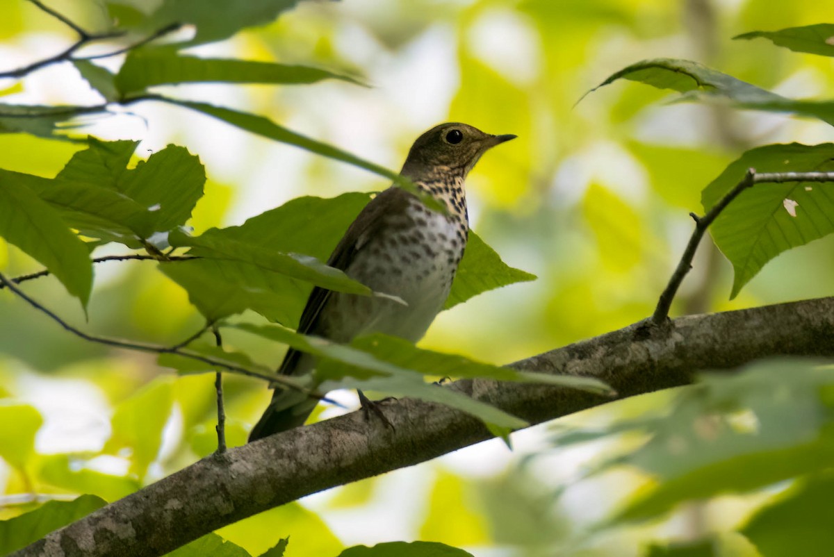 Swainson's Thrush - ML487876711