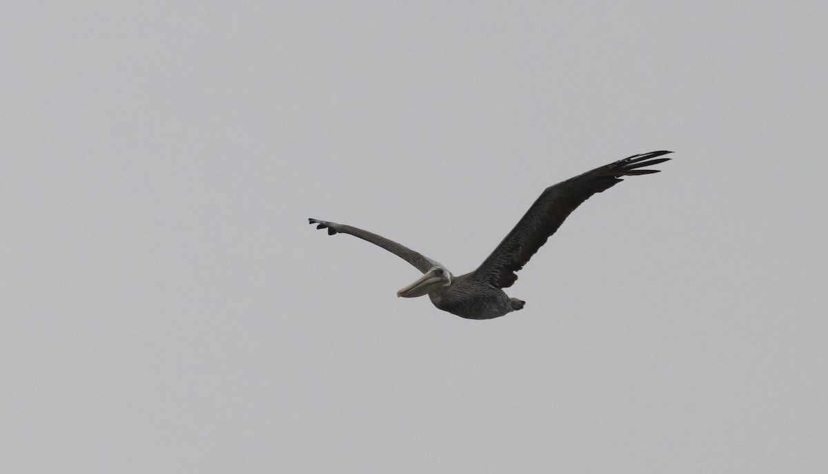 Brown Pelican - ML487876811