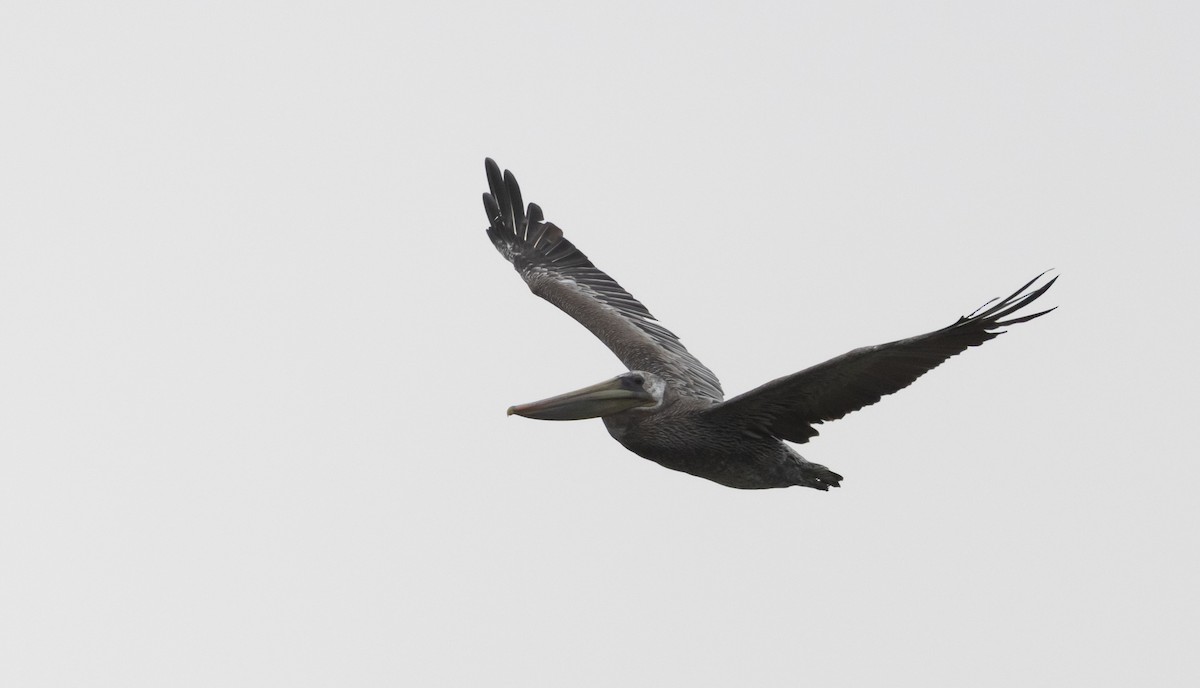 Brown Pelican - ML487876931