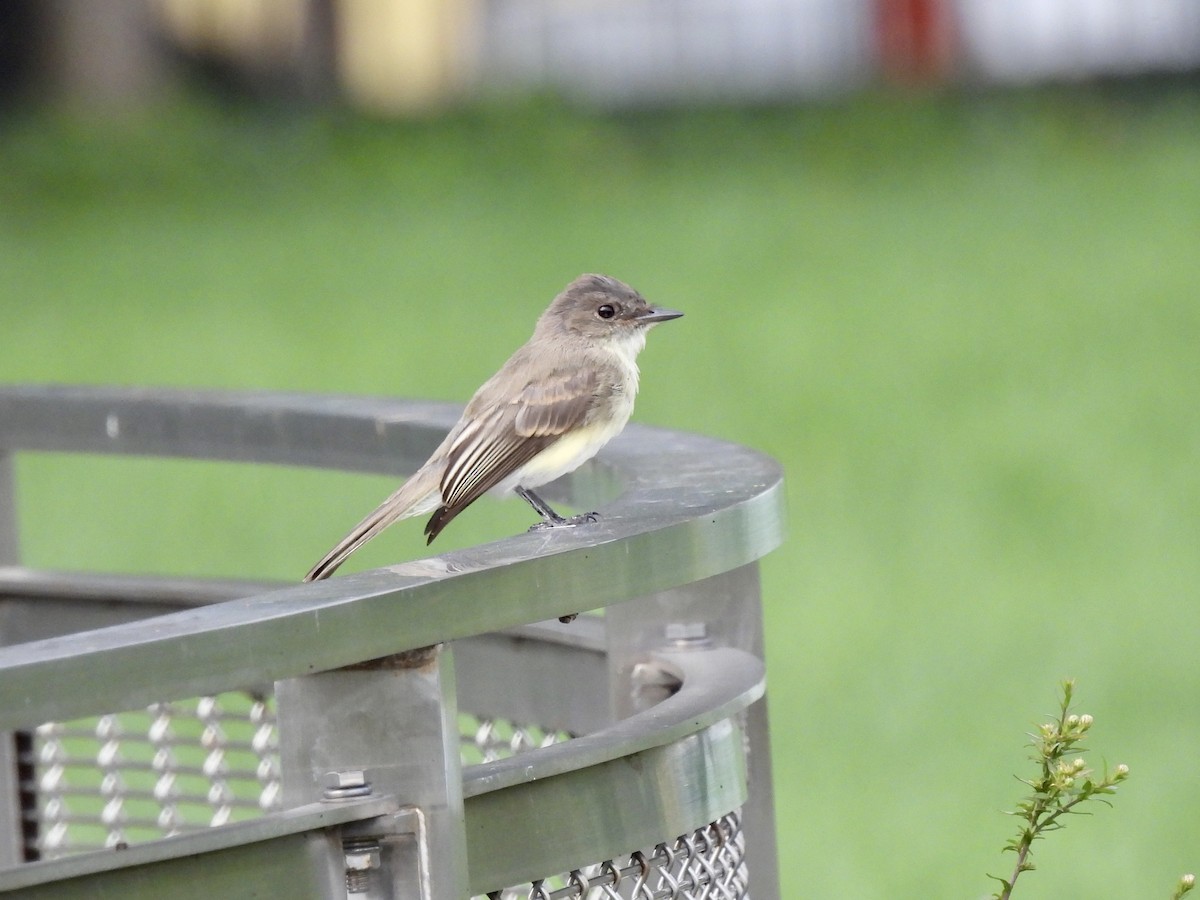 Eastern Phoebe - ML487876951