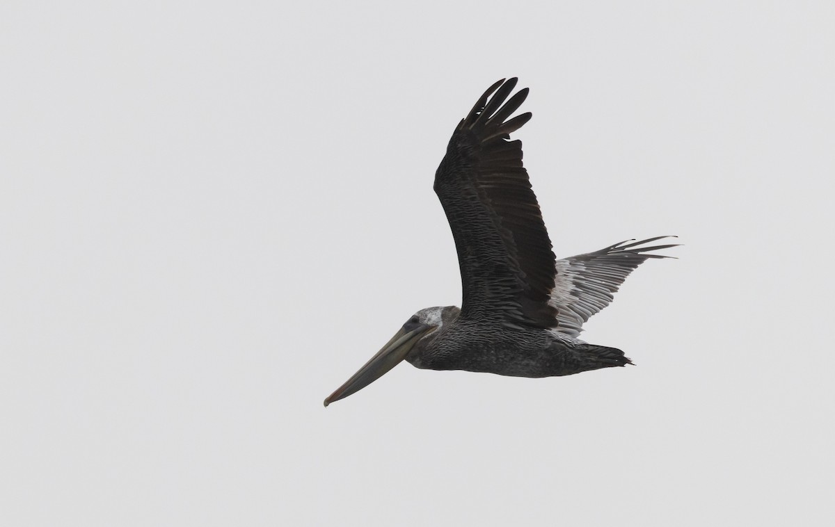 Brown Pelican - ML487876961