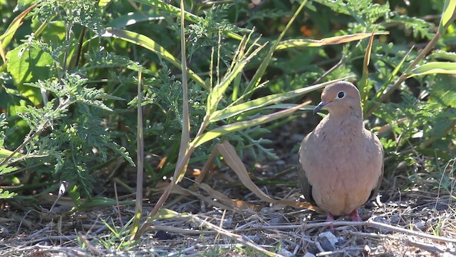 Mourning Dove - ML487877