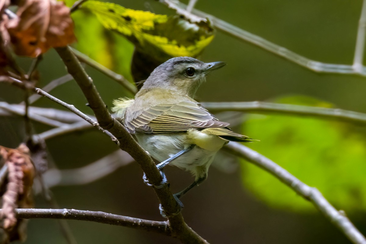 Red-eyed Vireo - James Davis