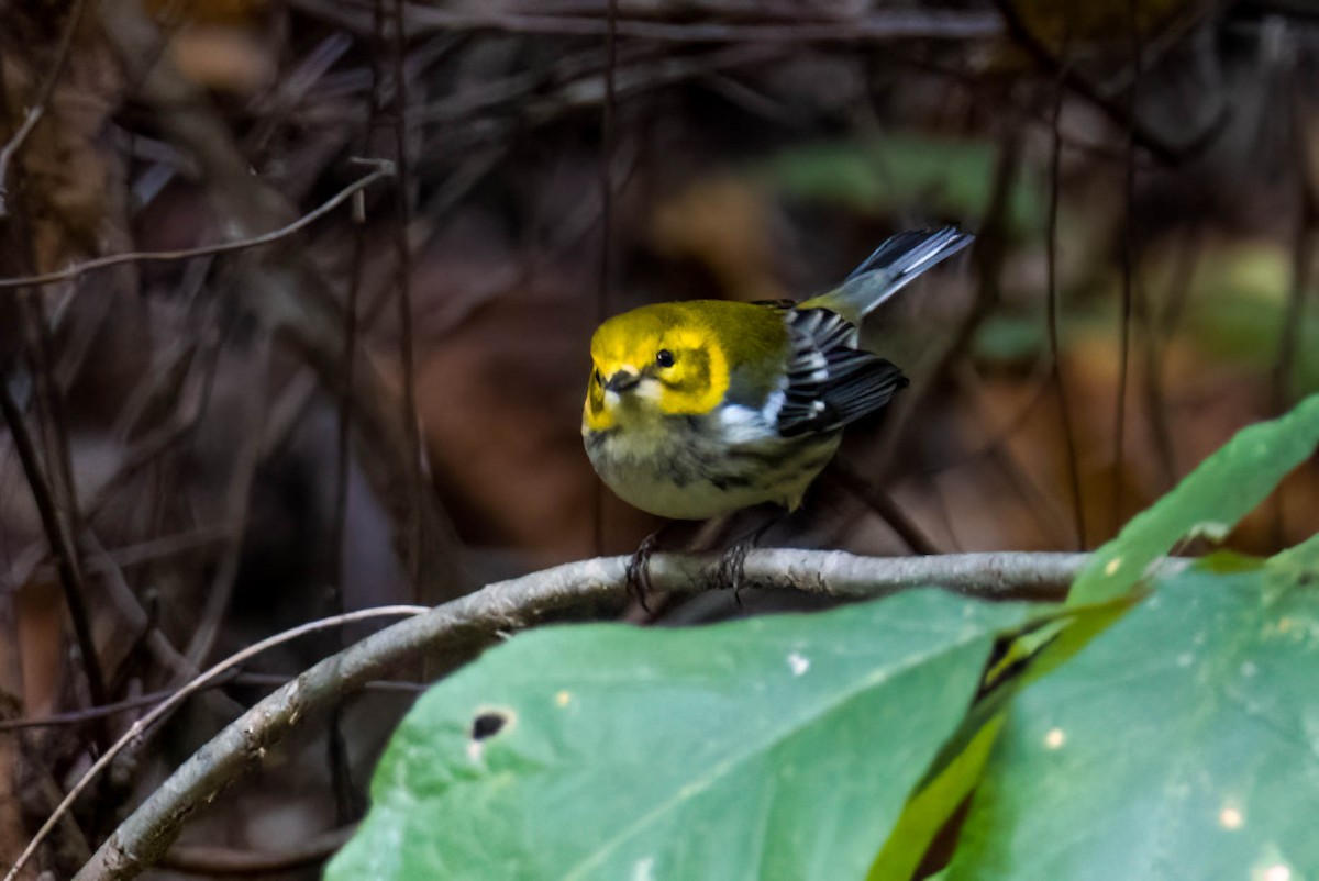 Black-throated Green Warbler - James Davis