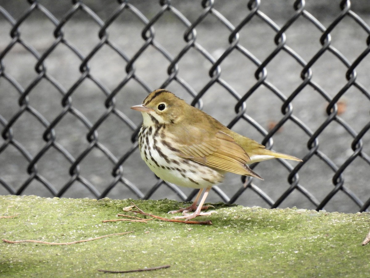 Ovenbird - ML487877191