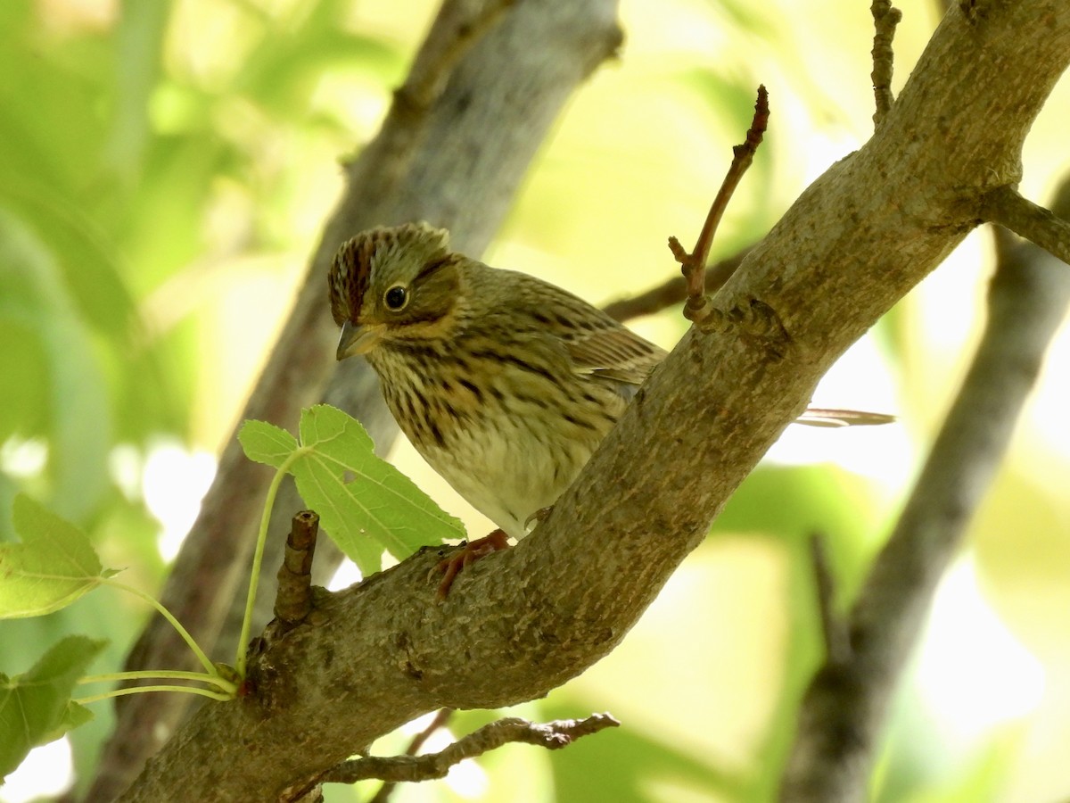 Lincoln's Sparrow - ML487877471