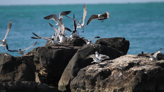 Laughing Gull - ML487878